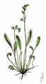 Great Sundew - Drosera longifolia L.