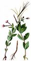 Chickweed Willowherb - Epilobium alsinifolium Vill. 