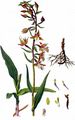 Marsh Helleborine - Epipactis palustris (L.) Crantz
