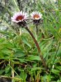 Einköpfiges Berufkraut - Erigeron uniflorus L.