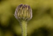 Spotted Cat's-Ear - Hypochaeris maculata L.
