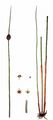 Compact Rush - Juncus conglomeratus L.