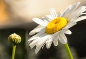 Fettwiesen-Margerite - Leucanthemum ircutianum DC.
