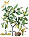 European Yellow Mistletoe - Loranthus europaeus Jacq.