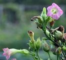 Tobacco - Nicotiana tabacum L.