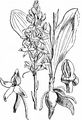 Lesser Butterfly-Orchid - Platanthera bifolia (L.) Rich.