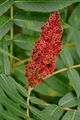Stag's-Horn Sumach - Rhus typhina L.