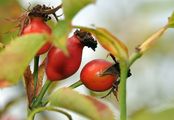 False Dog Rose - Rosa subcanina (Christ) Vuk.