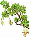 Blunt-Leaved Willow - Salix retusa L.