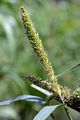Rough Bristle-Grass - Setaria verticillata (L.) P. Beauv.