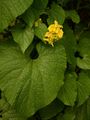 Gewöhnliche Quetschgurke - Thladiantha dubia Bunge