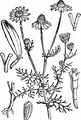 Echte Strandkamille - Tripleurospermum maritimum (L.) W. D. J. Koch