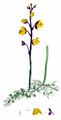 Gewöhnlicher Wasserschlauch - Utricularia vulgaris L.