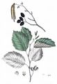 Grau-Erle - Alnus incana (L.) Moench