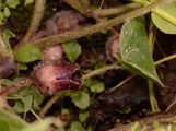 Gewöhnliche Haselwurz - Asarum europaeum L.