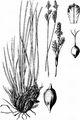 Schatten-Segge - Carex umbrosa Host