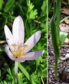 Meadow Saffron - Colchicum autumnale L.