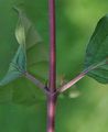 Dogwood - Cornus sanguinea L.