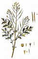 Flixweed - Descurainia sophia (L.) Webb ex Prantl