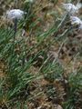 Stone Pink - Dianthus arenarius L.