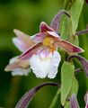 Marsh Helleborine - Epipactis palustris (L.) Crantz