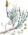 Winged Greenweed - Genista sagittalis L.