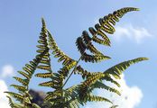 Limestone Fern - Gymnocarpium robertianum (Hoffm.) Newman