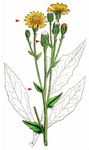 - Hieracium sabaudum agg.  agg.