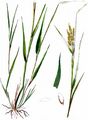 Europäische Reisquecke - Leersia oryzoides (L.) Sw.