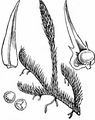 Gewöhnlicher Sumpf-Bärlapp - Lycopodiella inundata (L.) Holub