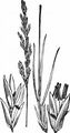 Purple Moor-Grass - Molinia caerulea (L.) Moench
