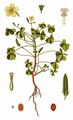 Procumbent Yellow-Sorrel - Oxalis corniculata L.