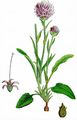 Kugelige Teufelskralle - Phyteuma orbiculare L.