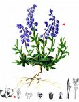 Voralpen-Kreuzblümchen - Polygala alpestris Rchb. 
