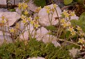 Moschus-Steinbrech - Saxifraga moschata Wulfen