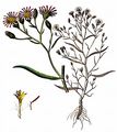 Sea Aster - Tripolium pannonicum (Jacq.) Dobrocz.