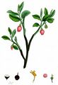 Blaubeere - Vaccinium myrtillus L.