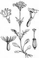 Sumpf-Baldrian - Valeriana dioica L.