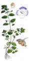 Green Field-Speedwell - Veronica agrestis L.