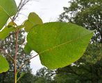 Populus canadensis (Bastard-Pappel) - Blatt