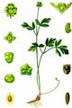 Moschuskraut - Adoxa moschatellina L.