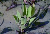 Lanzett-Froschlöffel - Alisma lanceolatum With.
