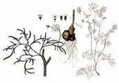 Great Pignut - Bunium bulbocastanum L.