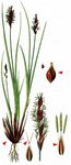 Schwarzschopf-Segge - Carex appropinquata Schumach. 