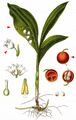 Lily-Of-The-Valley - Convallaria majalis L.