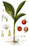 Maiglöckchen - Convallaria majalis L. 