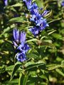 Schwalbenwurz-Enzian - Gentiana asclepiadea L.
