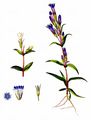Bitterer Kranzenzian - Gentianella amarella (L.) Börner