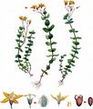 Marsh St John's-Wort - Hypericum elodes L.