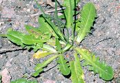 Gewöhnliches Ferkelkraut - Hypochaeris radicata L.